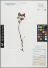 Foto von Salix repens L.